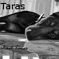 Michael Taras - Doberman - Drawings